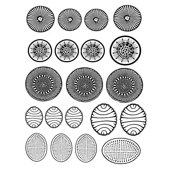 Rolling Mill Pattern, Diatoms (5” X 7”) by RMR